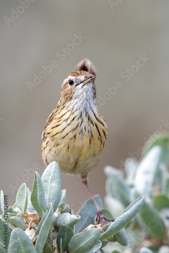 Striated Fieldwren in Australia photo