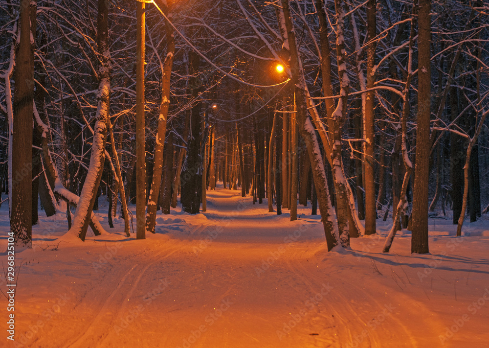 зимний ночной лес