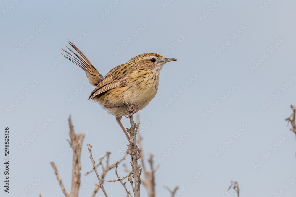 Fototapeta premium Striated Fieldwren in Australia