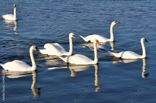 Swans floating on the lake