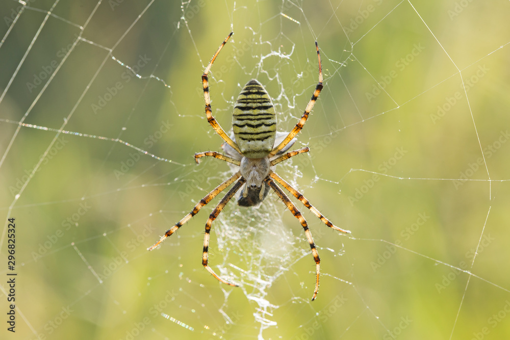Wasp Spider (Argiope bruennichi) in the spider net in nature, blurred background. Wasp Spider (Argiope bruennichi) in the spider net in nature, blurred background.