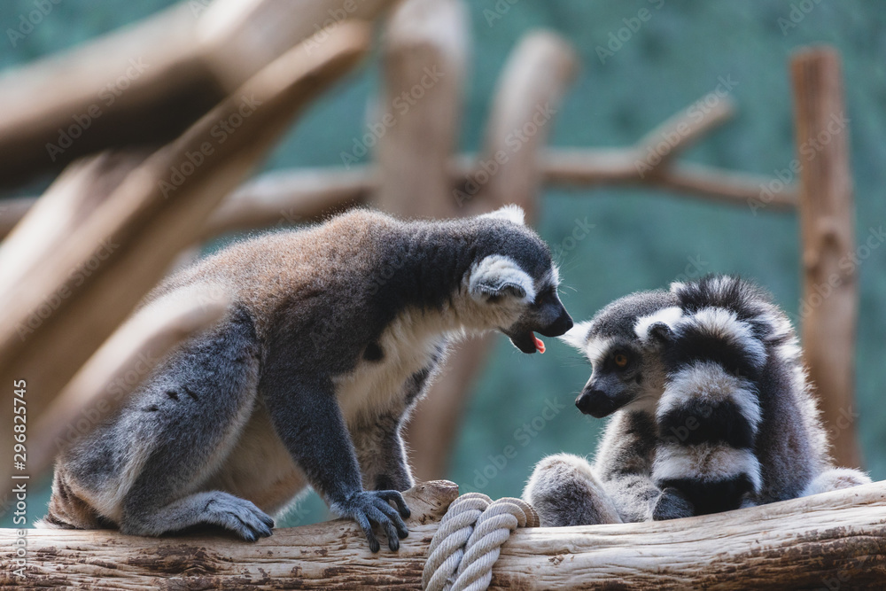 Fototapeta premium Ring-tailed lemurs demonstrating dominance in a zoo