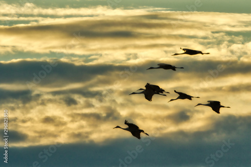 Silhouette of Sandhill Cranes against evening sky