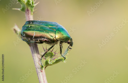 Photography Imago Rose chafer (Cetonia aurata) in natural environment, closeup, blurred background