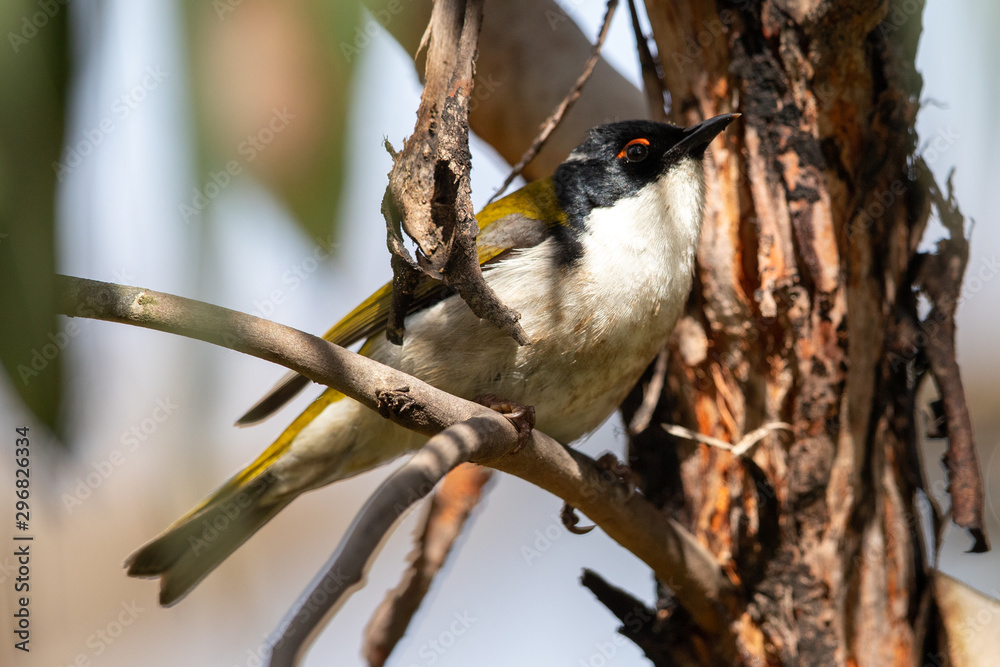 Naklejka premium White-naped Honeyeater in Australia