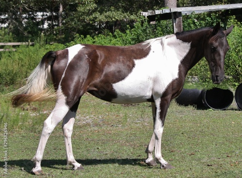 black and white paint horse standing