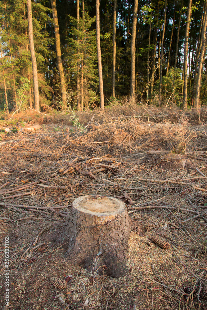 tree stumps and felled forest. Deforested area in a forest with cutted