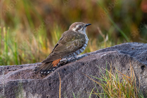 Horsfield's Bronze Cuckoo