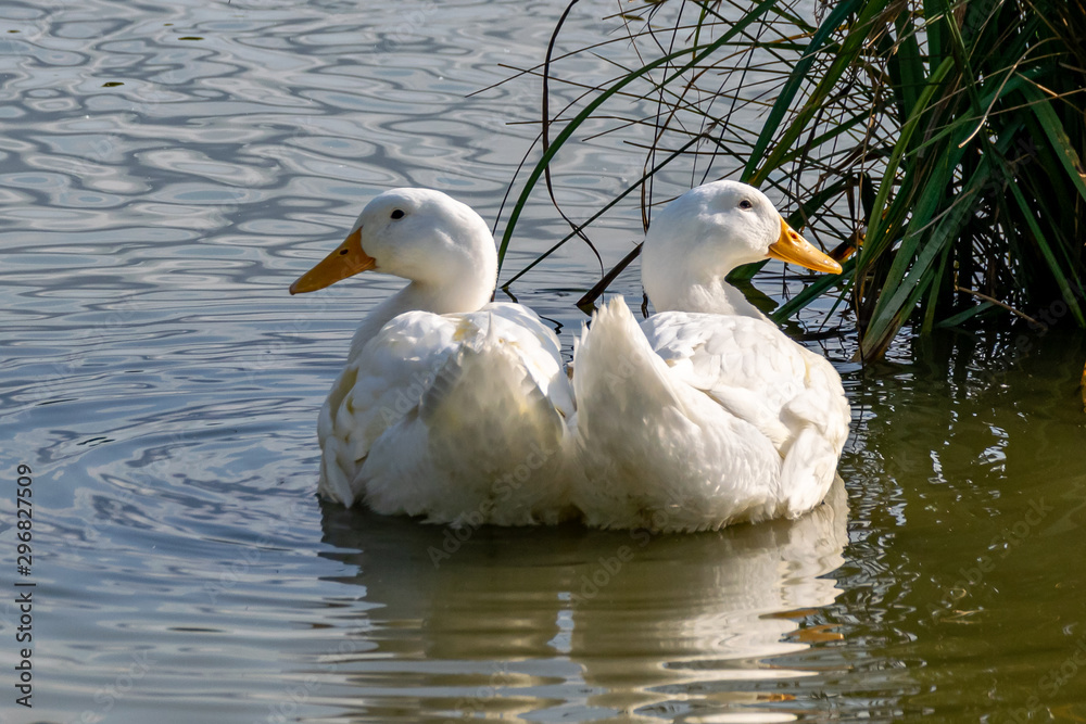 Large white heavy duck also known as America Pekin Duck, Long Island Duck, Pekin or Aylesbury Duck, (anas platyrhynchos domesticus)