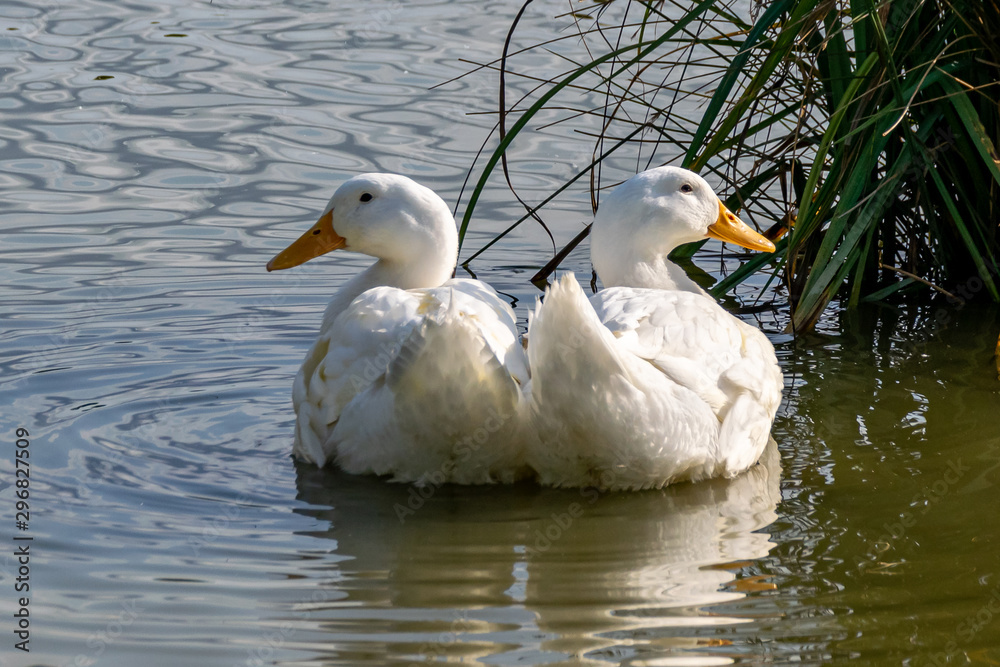 Large white heavy duck also known as America Pekin Duck, Long Island Duck, Pekin or Aylesbury Duck, (anas platyrhynchos domesticus) Large white heavy duck also known as America Pekin Duck, Long Island Duck, Pekin or Aylesbury Duck, (anas platyrhynchos domesticus)