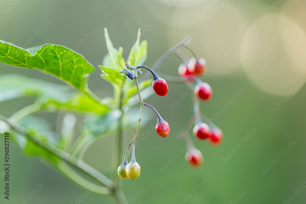 Bittersweet nightshade (Solanum dulcamara) red fruits with leaves close