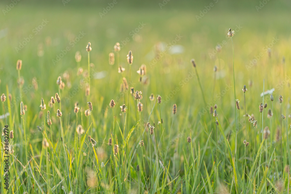 Grass in the summer meadow in the evening background light