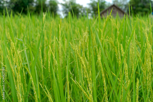 rice field close with small hut