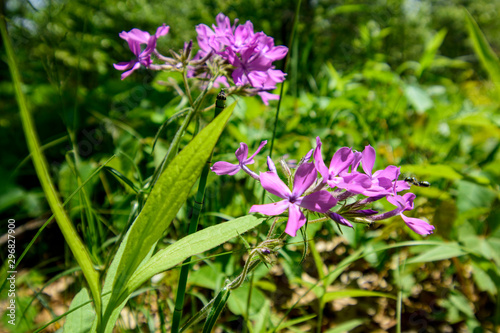 purple flowers in the garden