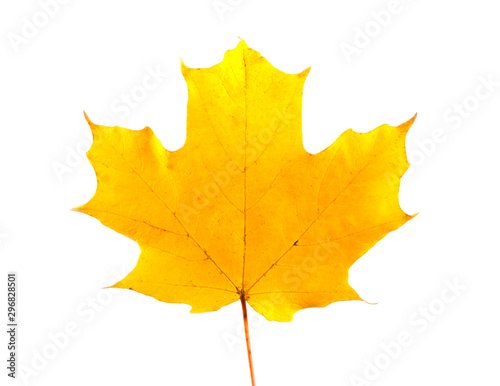 Maple leaf isolated on white background