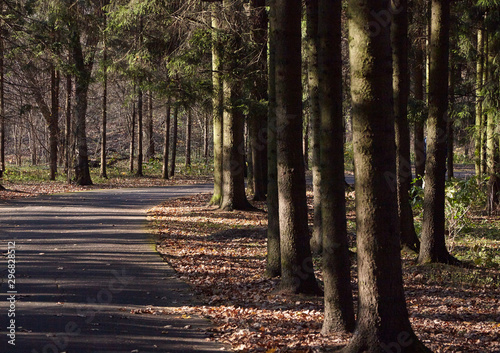 Track in pine forest