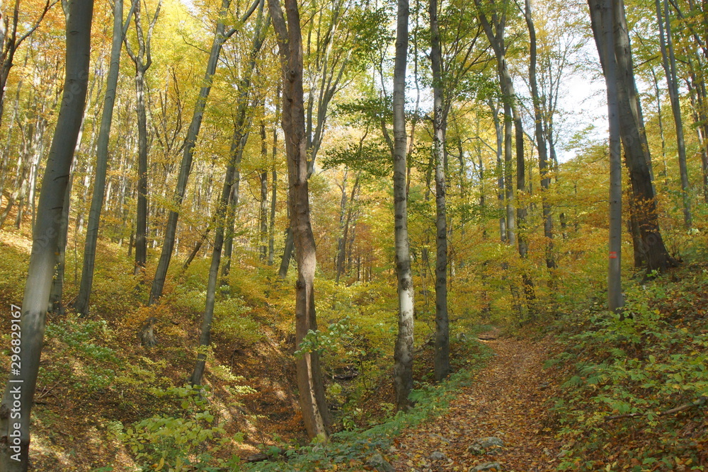 Fototapeta premium Rezerwat Dolina Racławki