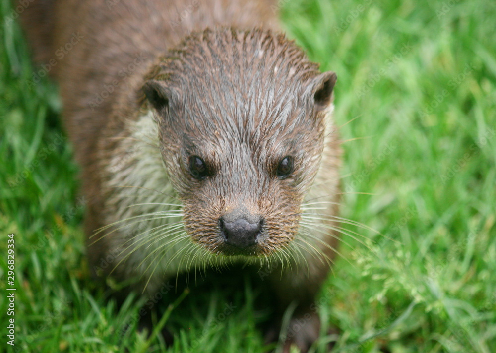 Close up otter face on Close up otter face on