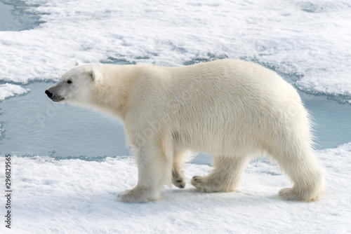 Wild polar bear (Ursus maritimus) going on the pack ice 