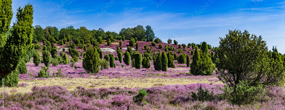 Wunschmotiv: Lüneburger Heide in Deutschland Panorama 1 #296829791