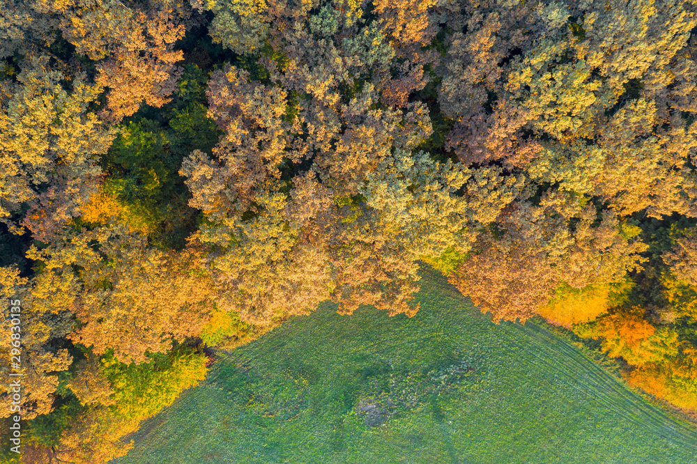 Beautiful autumn in the Lug forest near Bjelovar, Bjelovar Bilogora County, Croatia 