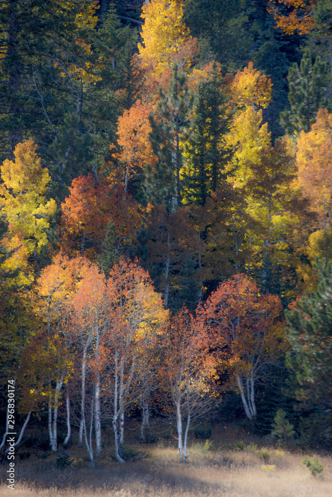 Southern Utah Autumn