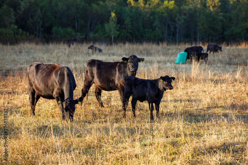 Black cows on a hay field