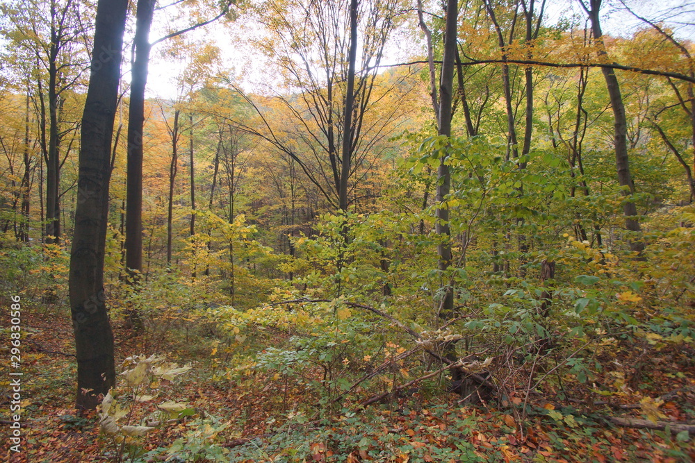 Fototapeta premium Rezerwat Dolina Racławki