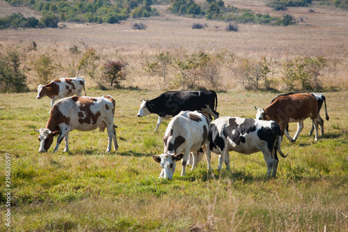 Cows graze on a green field on a bright sunny day. Bulgaria region © Zoran