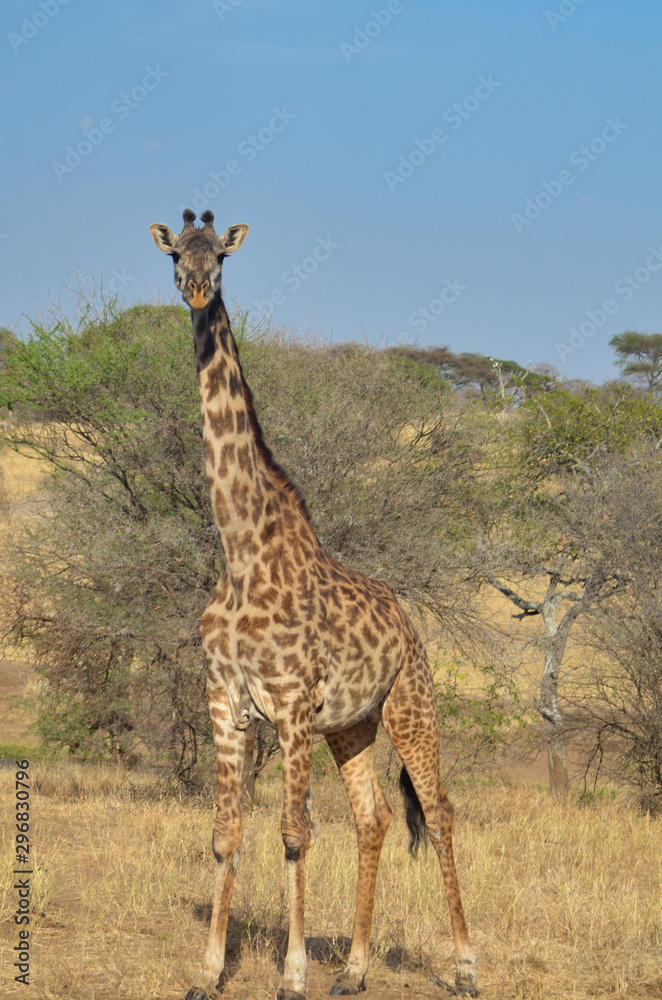 Obraz premium An African giraffe on the savanna of Tarangire National Park in Tanzania with acacia trees in the background