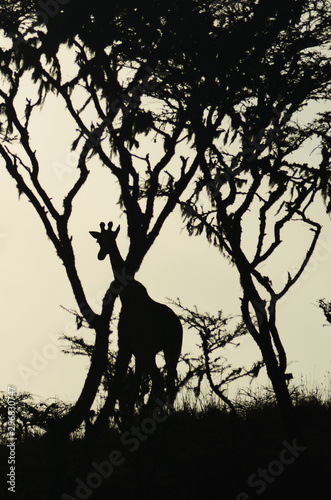 Silhouette of a watchful giraffe on the savanna in the midst of trees in Tarangire National Park in Tanzania  Africa