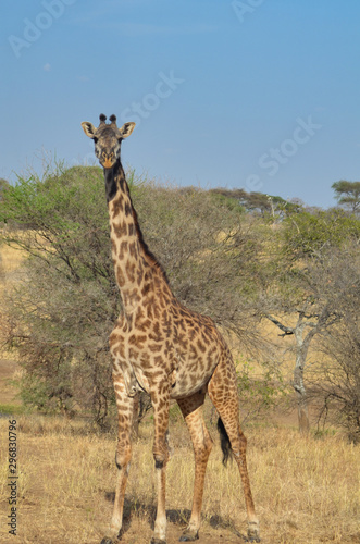 An African giraffe on the savanna of Tarangire National Park in Tanzania with acacia trees in the background