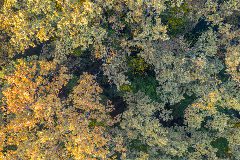 Beautiful autumn in the Lug forest near Bjelovar, Bjelovar Bilogora County, Croatia Beautiful autumn in the Lug forest near Bjelovar, Bjelovar Bilogora County, Croatia