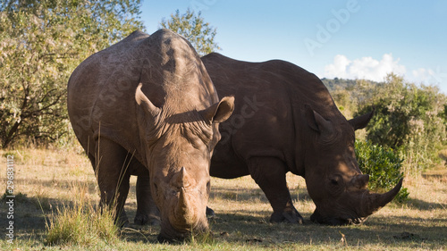 White Rhinceros in the Maasai Mara