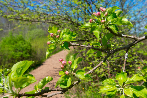 pink flower buds with trail in background