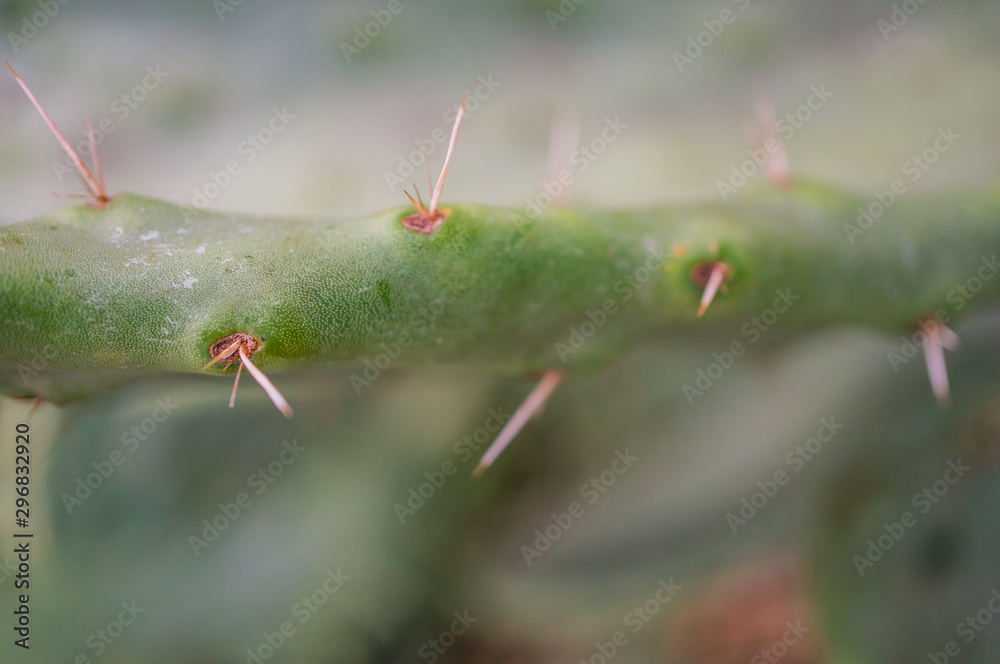 Cactus spines. Opuntia. Macro. Soft focus, shallow depth of field Cactus spines. Opuntia. Macro. Soft focus, shallow depth of field