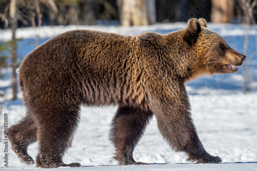 Wild adult Brown bear in the snow. Winter forest. Scientific name: Ursus arctos. Natural habitat. Winter season