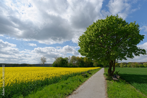 Konstfotografi Rapsfeld