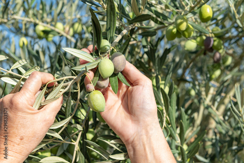 Behang Cosechando y recogiendo aceitunas con las manos