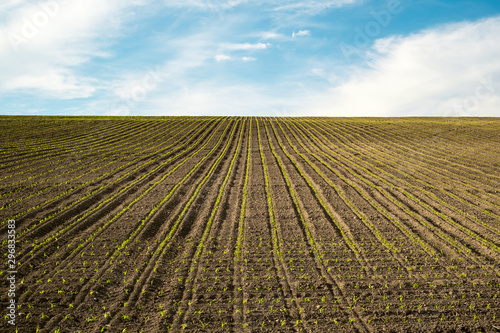 agricultural field with seedlings on parallel rows