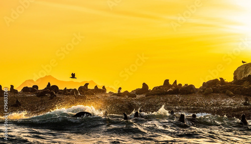 Seascape in the morning. The colony of seals on the rocky island. Big waves with splashes breaking on a rocky island. South Africa.
