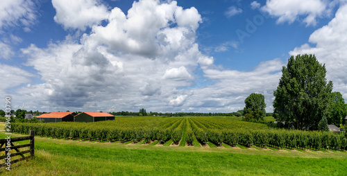 Cloudy sky above large orchard near Wijk bij Duurstede (NL)