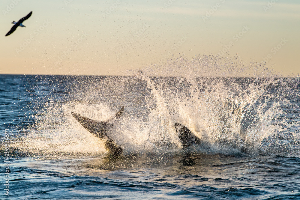 Fototapeta premium Jumping Great White Shark. Breaching in attack. Scientific name: Carcharodon carcharias. South Africa.