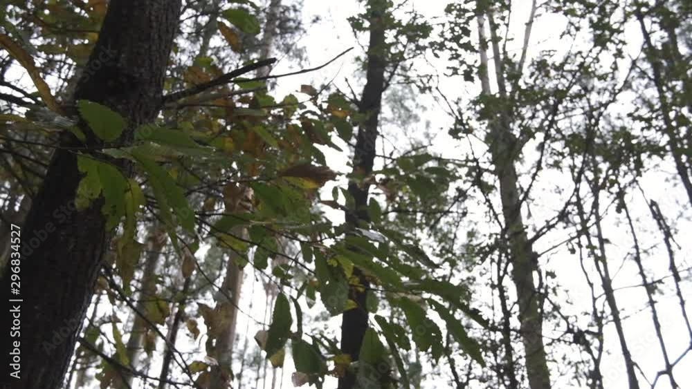 Chestnut tree branches with wet leaves swaying in breeze on an autumn day in Portugal.