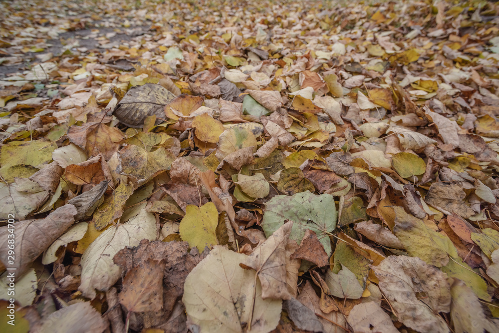 Background of dry dull leaves