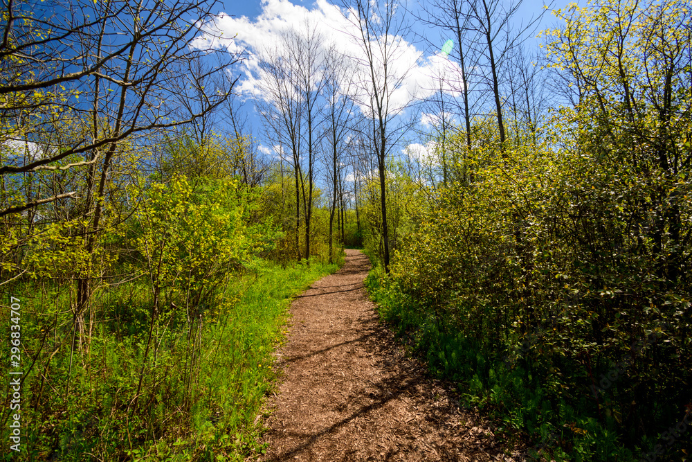 Fototapeta premium trail in the forest