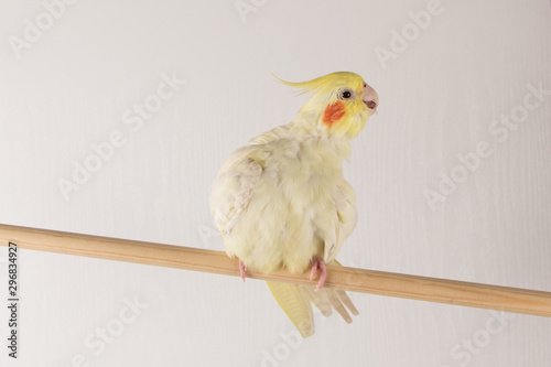 Parrot Fluffy, Yellow Cockatiel fluffing and cleaning feathers on white background