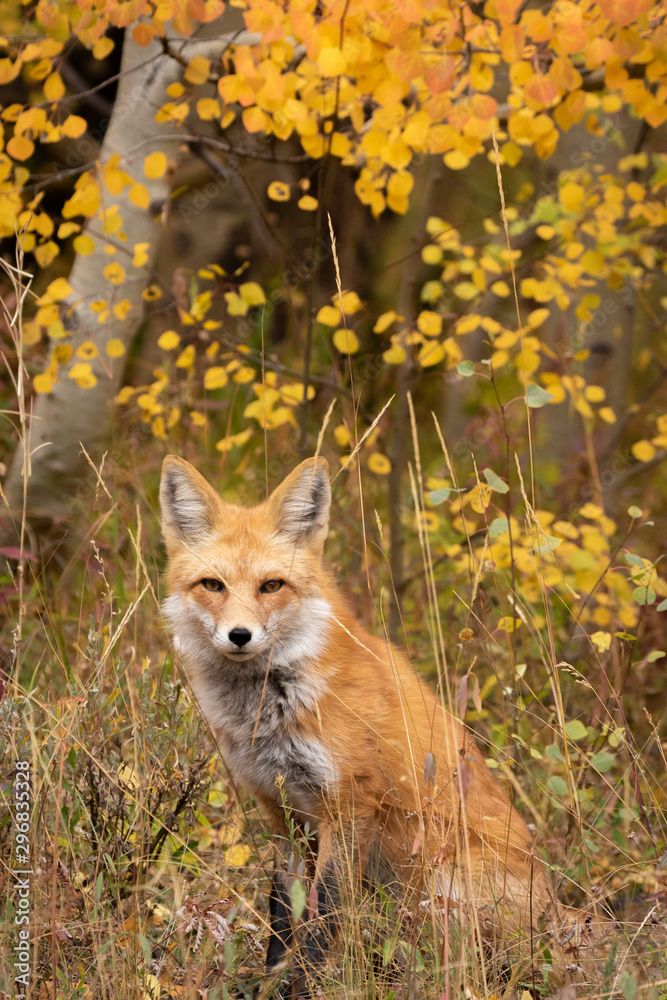 Fototapeta premium Autumn Fox