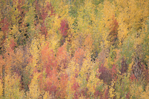Autumn Impressionism