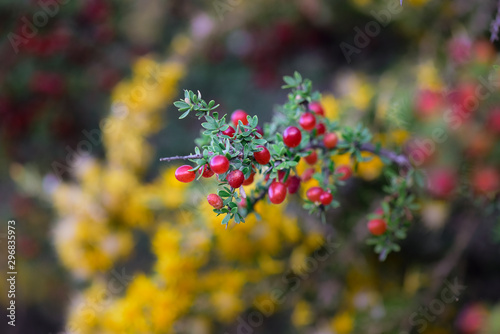 Piquillín,Condalia microphylla, fruits in the Caldén Forest,Pampas, Patagonia,Argentina photo